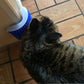 Cat Self Groomer Brush With Catnip