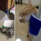 Cat Self Groomer Brush With Catnip